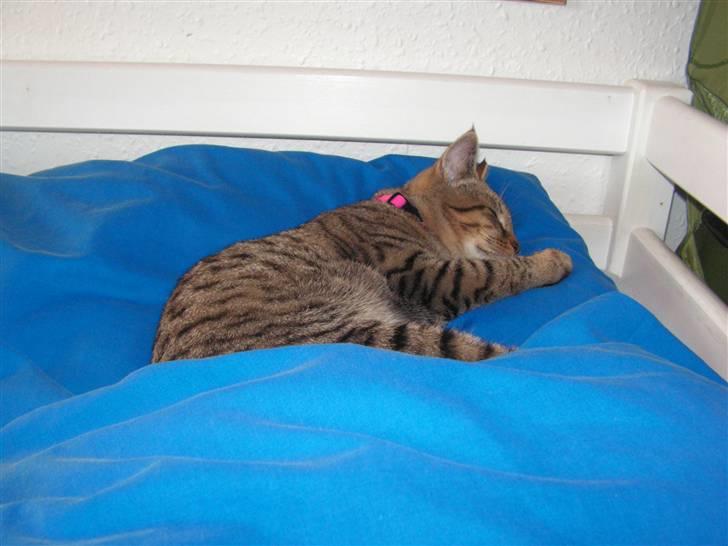 Blanding af racer Kisser billede 7