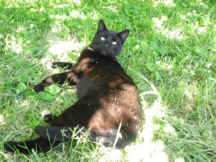 Blanding af racer Blackie billede 1