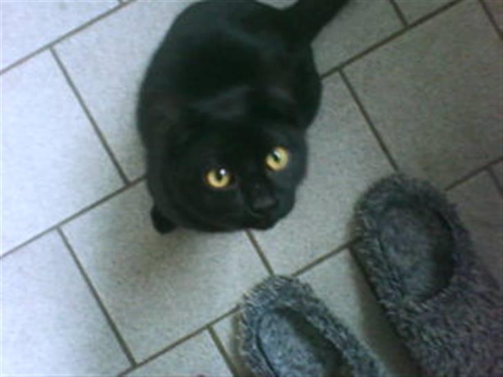 Blanding af racer Blackie billede 2