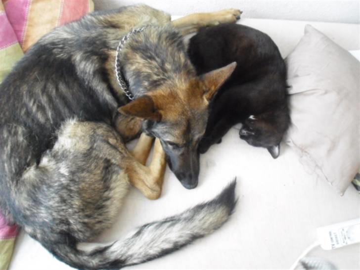 Blanding af racer Blackie - Tiger og Blackie :) billede 3