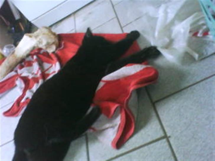 Blanding af racer Blackie billede 4