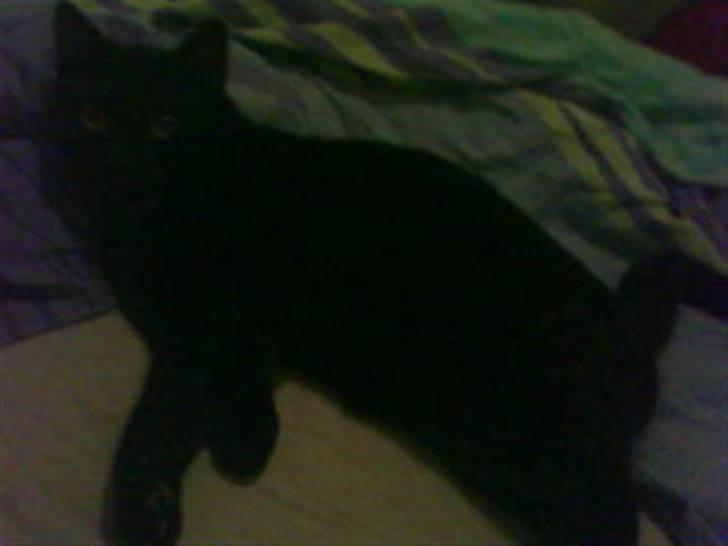 Blanding af racer Blackie billede 5