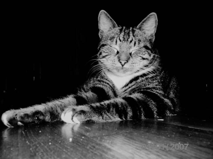 Huskat Mikey Junior - Elsker det her billed! syns det er alt for sødt! <3 billede 1