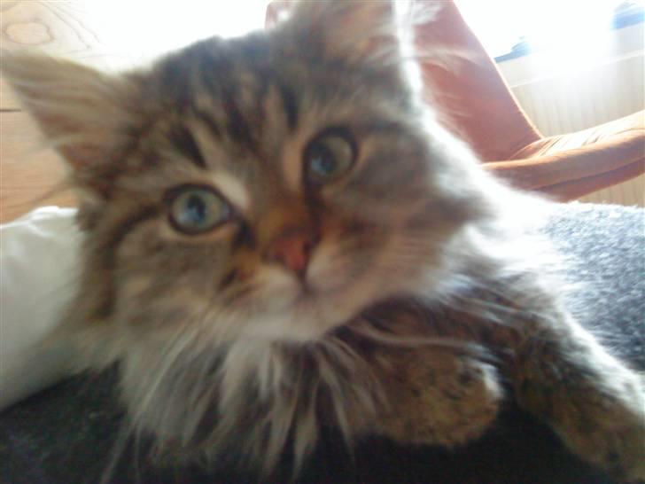 Blanding af racer Perle - Perle  billede 1