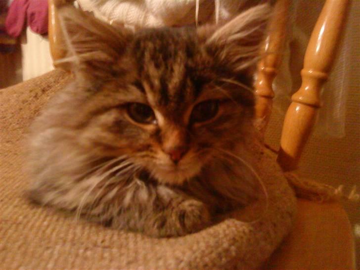 Blanding af racer Perle - Perle billede 2