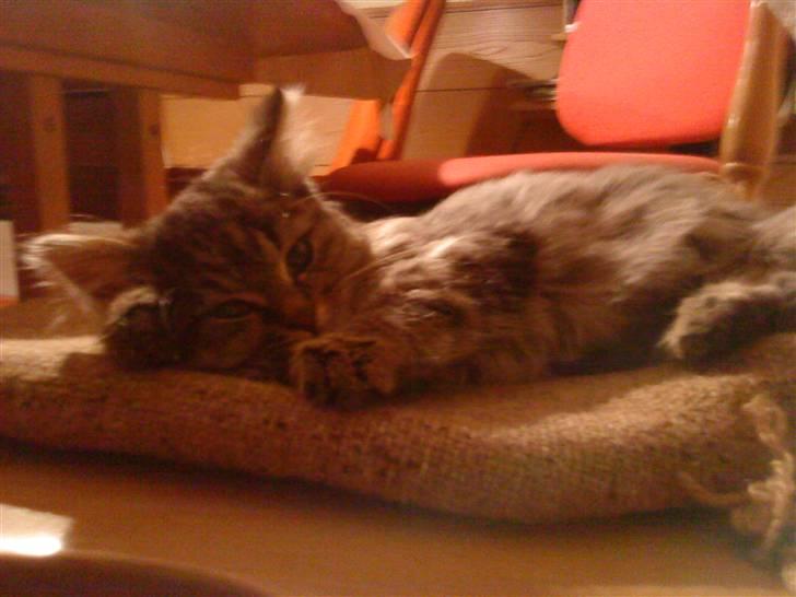 Blanding af racer Perle - Perle billede 3