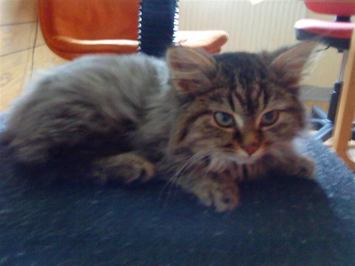 Blanding af racer Perle - Perle - Hun er ikke så glad ved at jeg tager billeder , hun ser lidt utrykud billede 4