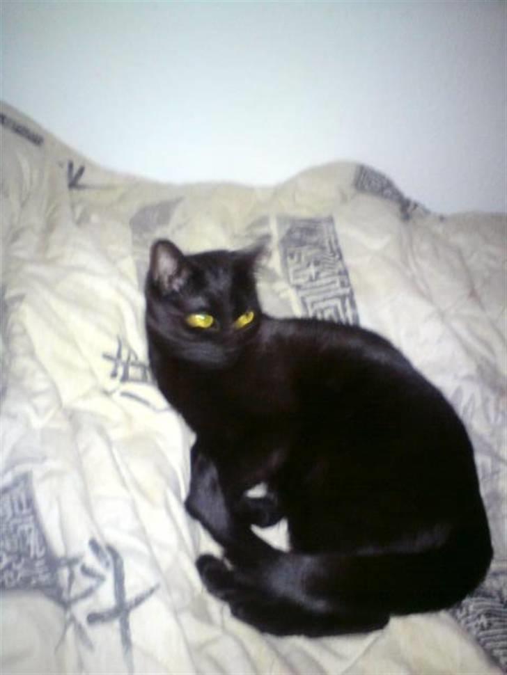 Blanding af racer silke - hun er rigtig pæn og sød billede 1