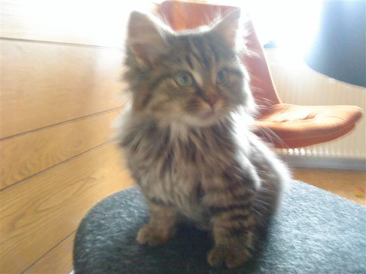 Blanding af racer Perle - Perle - Lidt utydelig men hun vil ikke sidde stille  billede 5