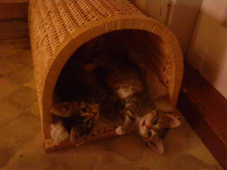 Blanding af racer Perle - Nogle af hindes søskende som vi har opflasket , moren ville ikke have de to små nuser her, men de bordesvære ikke hjemme mere!! billede 6