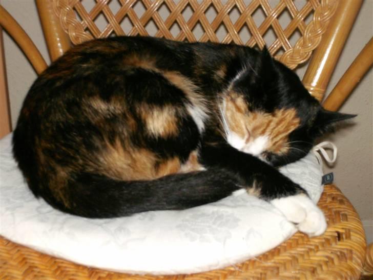 Huskat Freja billede 1