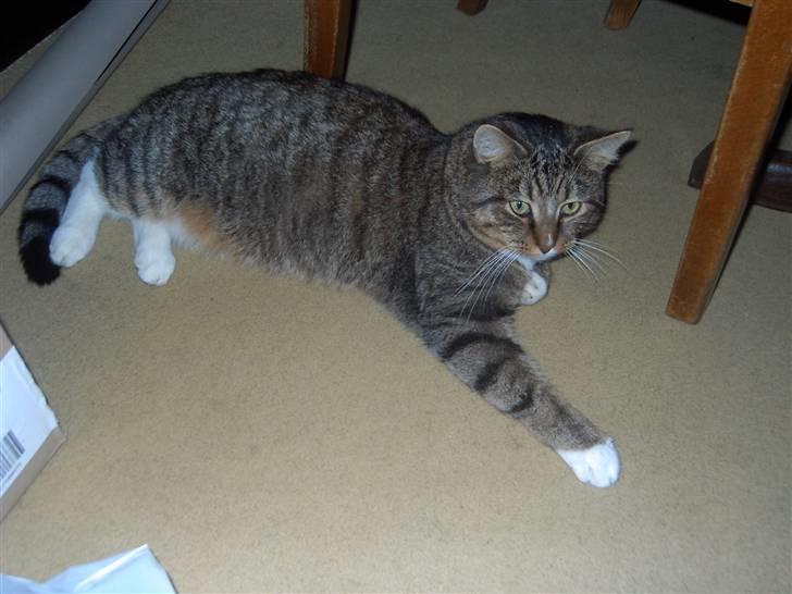 Blanding af racer Perle - Her har vi den stolte far simba , har ingen billeder af moren, men hun er meget lys grå og lidt korter pæls og spis hovede, som i nok kan se på perlse søskende billede 7