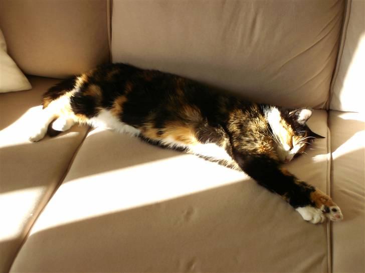 Huskat Freja billede 2