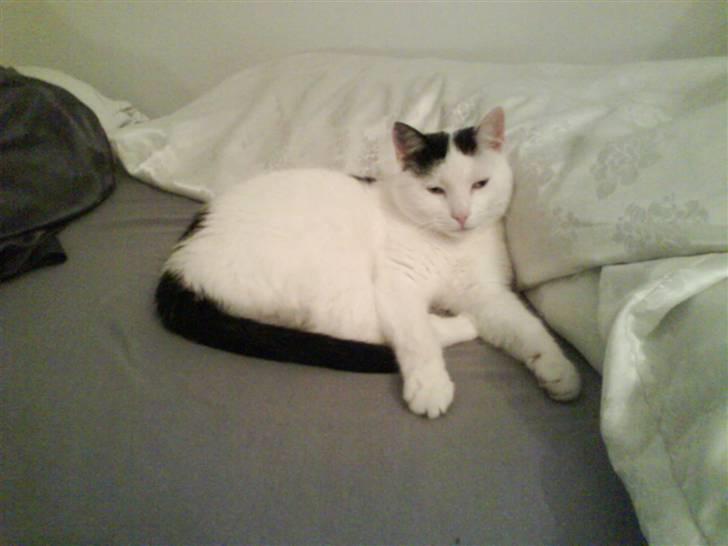 Huskat Alice>>--(¯`v´¯)->  billede 15