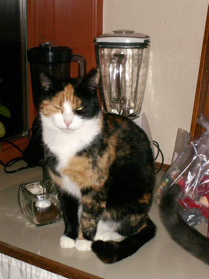 Huskat Freja billede 3