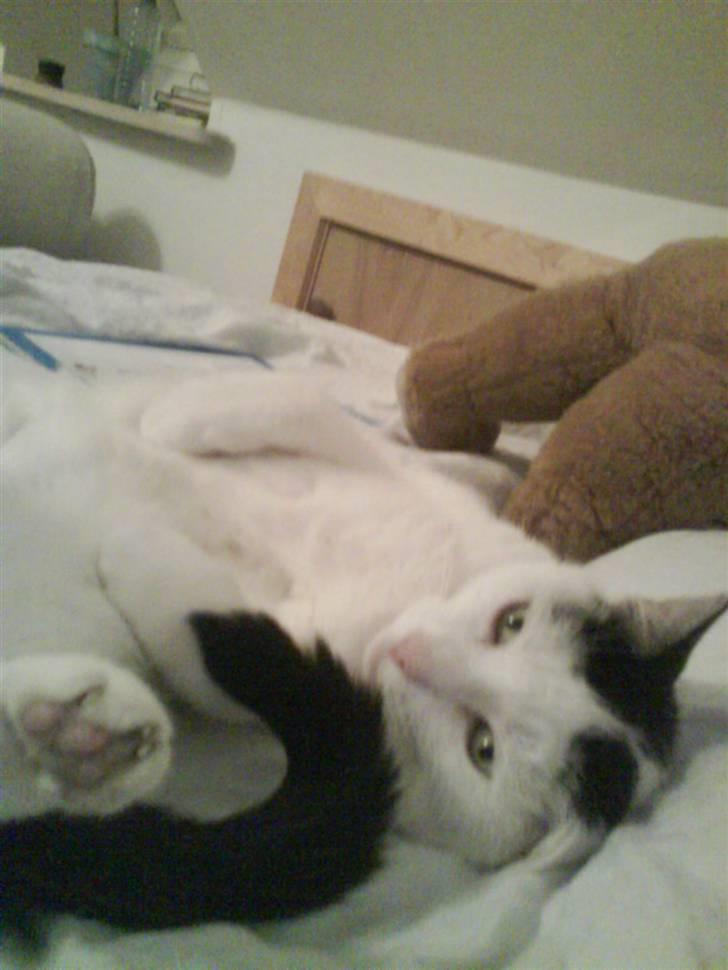 Huskat Alice>>--(¯`v´¯)->  billede 16