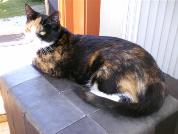 Huskat Freja billede 4