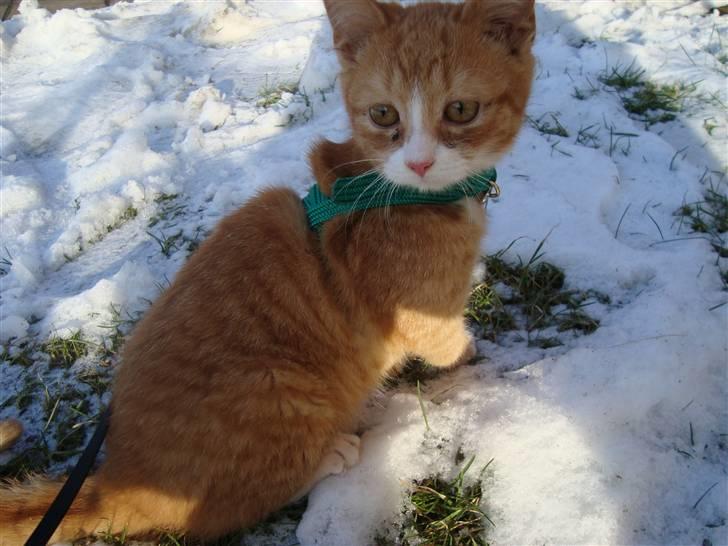 Huskat Tiger billede 12