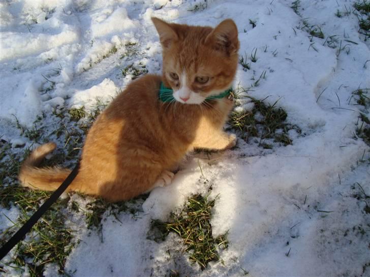 Huskat Tiger billede 13