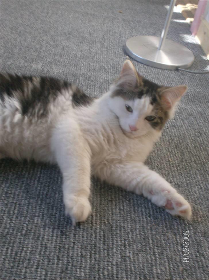 Blanding af racer Kiss billede 16