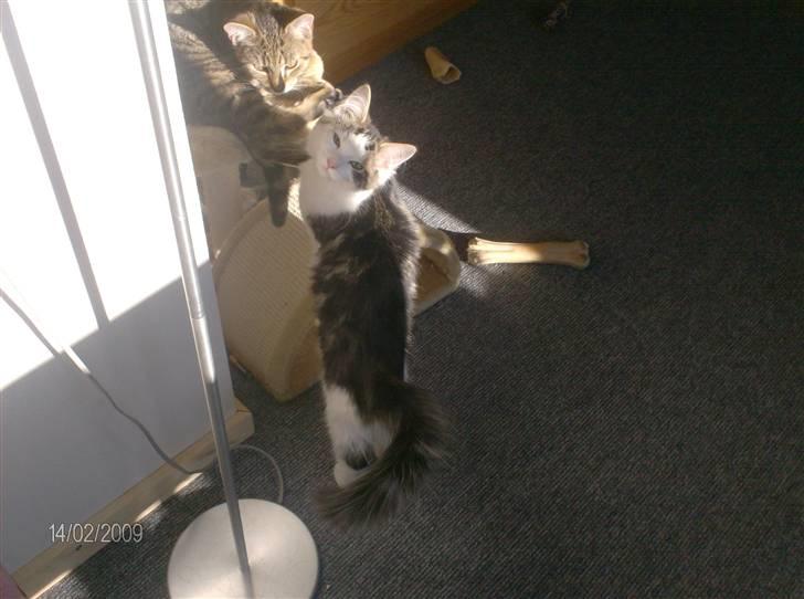 Blanding af racer Kiss billede 17