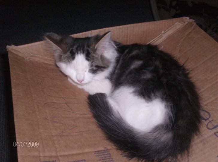 Blanding af racer Kiss billede 18