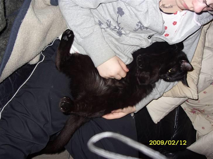 Huskat pjevs (jevs) - NYT... Jeg ligger da meget godt billede 15