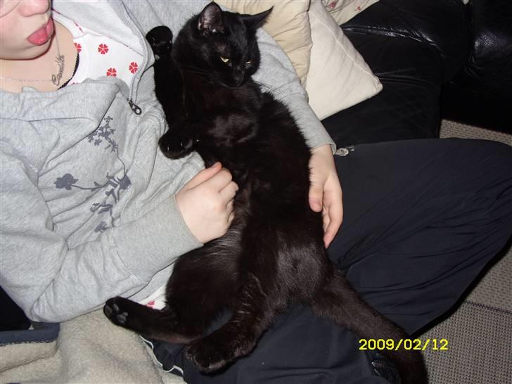 Huskat pjevs (jevs) - NYT... Puha jeg er træt jeg sover lige ved Camilla billede 16