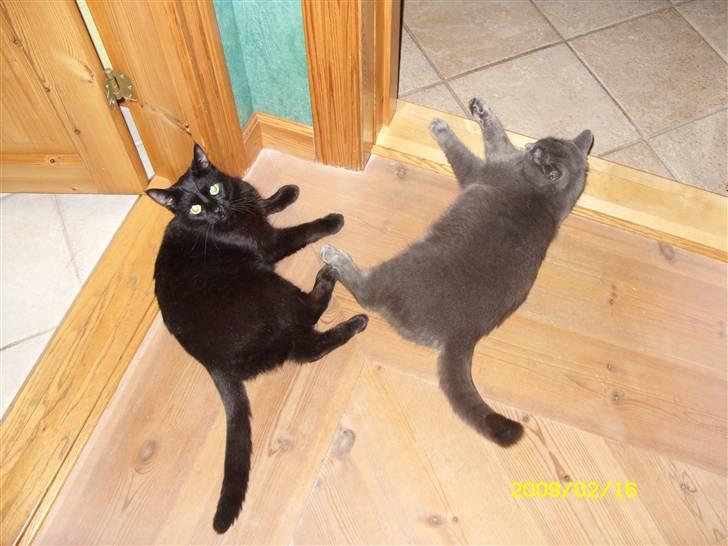 Huskat pjevs (jevs) - NYT... tager lige en pause når jeg sådan skal løbe efter tulle;D billede 17