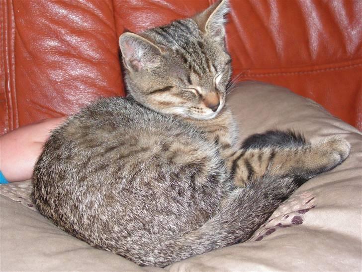 Blanding af racer Kisser billede 8