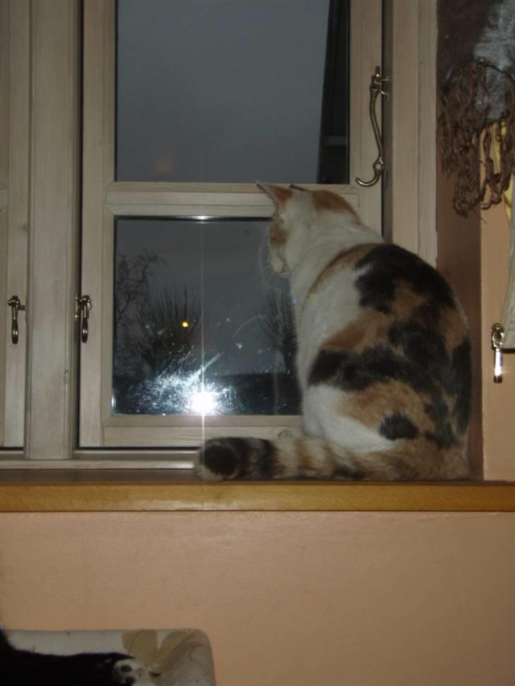 Huskat Super Carla billede 7