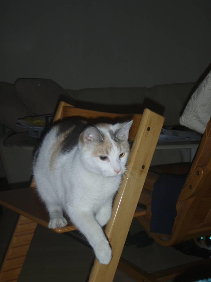 Huskat Super Carla billede 8