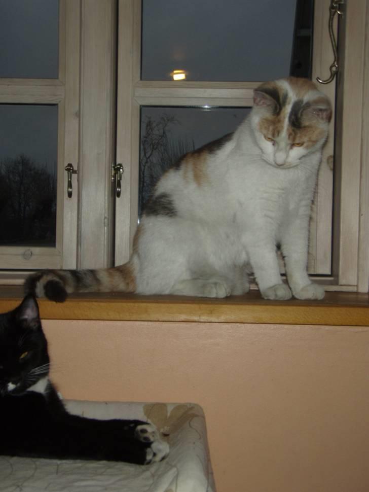 Huskat Super Carla billede 9