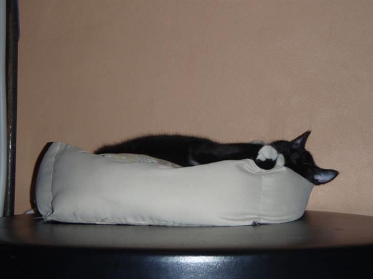 Huskat Walther billede 2