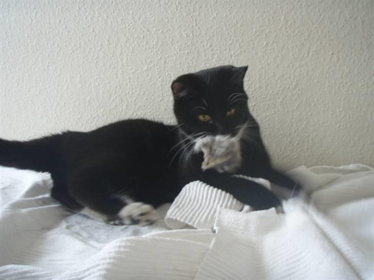 Huskat Walther billede 3