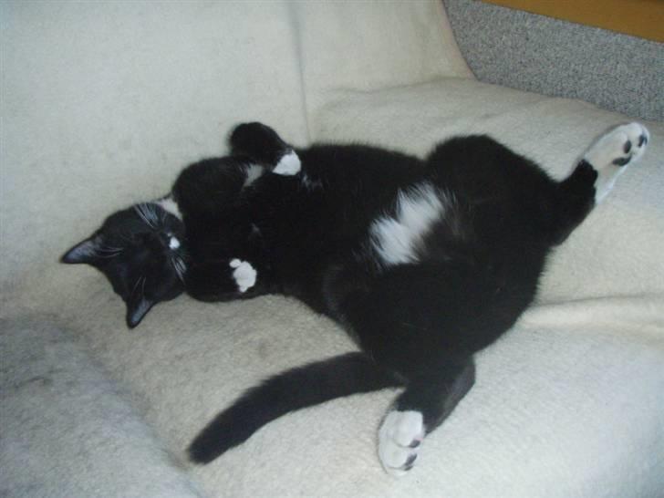 Huskat Walther billede 4