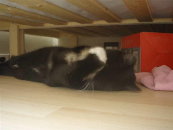 Huskat Walther billede 5