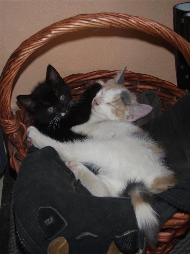 Huskat Walther billede 6