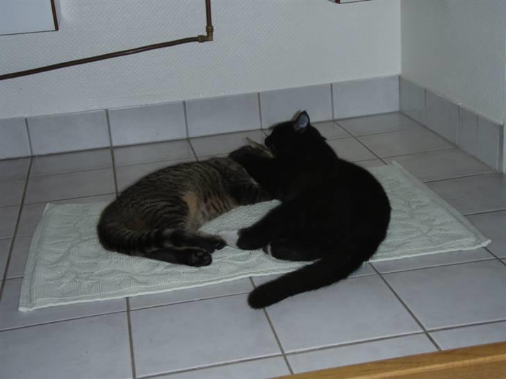 Huskat Walther billede 7