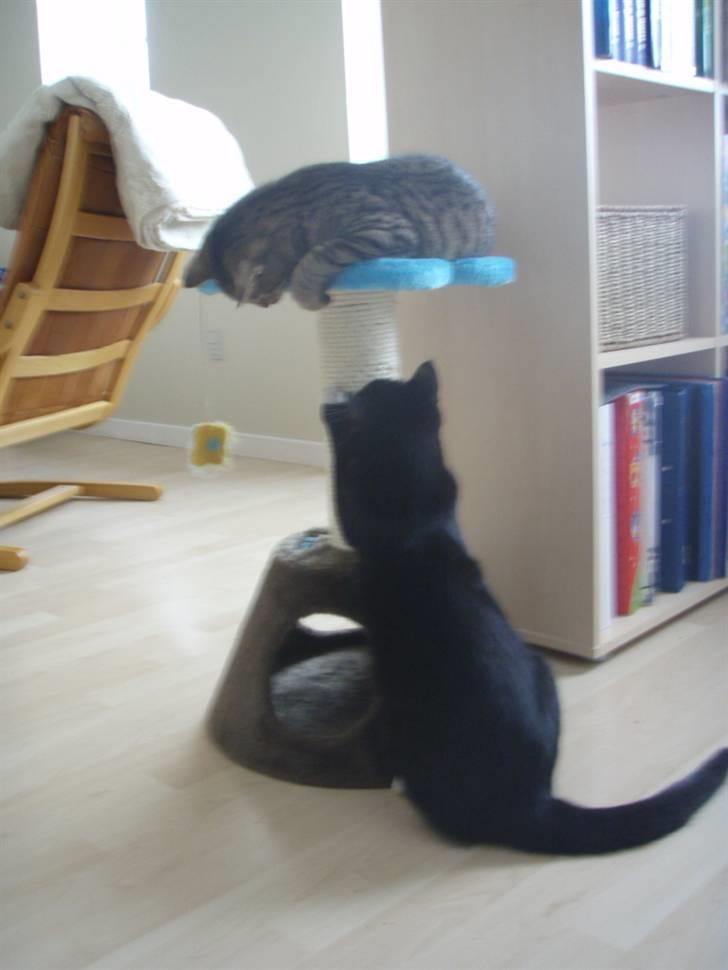 Huskat Walther billede 8