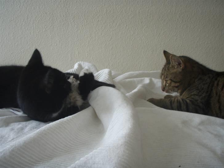 Huskat Walther billede 9