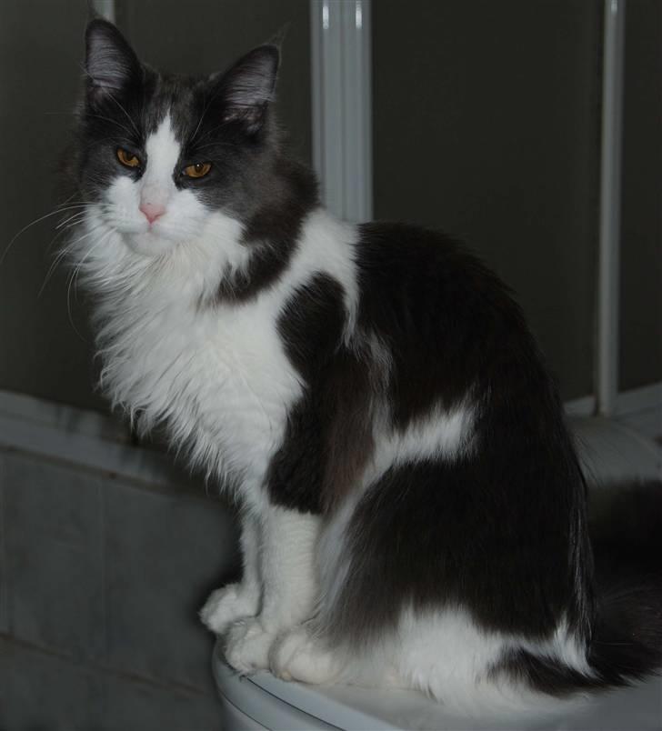 Maine Coon Oceane - En slapper billede 3