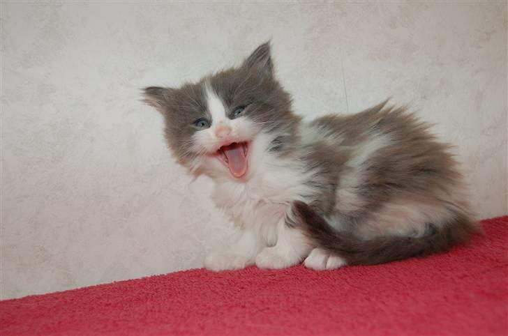 Maine Coon Oceane - Gider ikke flere billeder nu! billede 4