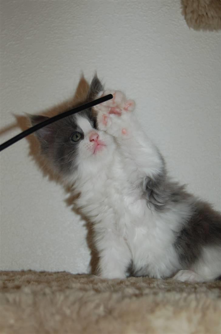 Maine Coon Oceane - Hvad er det for en? billede 5