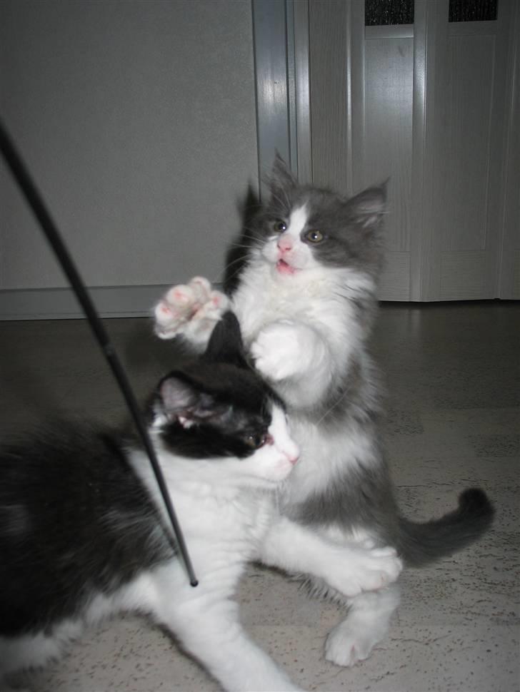 Maine Coon Oceane - Flyt dig brormand! Det er min! billede 6