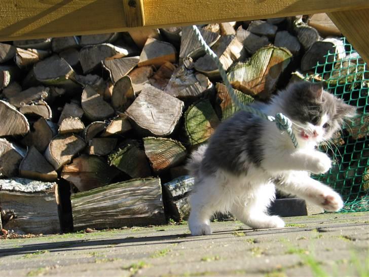 Maine Coon Oceane - Skønt at lege ude. billede 7