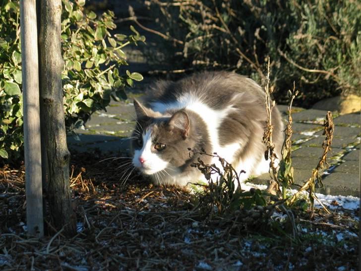 Maine Coon Oceane - Hvad sker der derhenne? billede 8