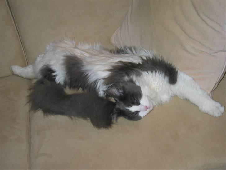 Maine Coon Oceane - Middagslur. billede 9