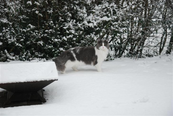 Maine Coon Oceane - Skønt med sne. billede 10