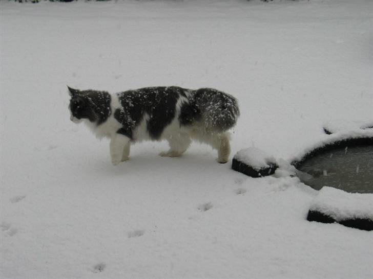 Maine Coon Oceane - Mærkeligt, vandet er hårdt. billede 11